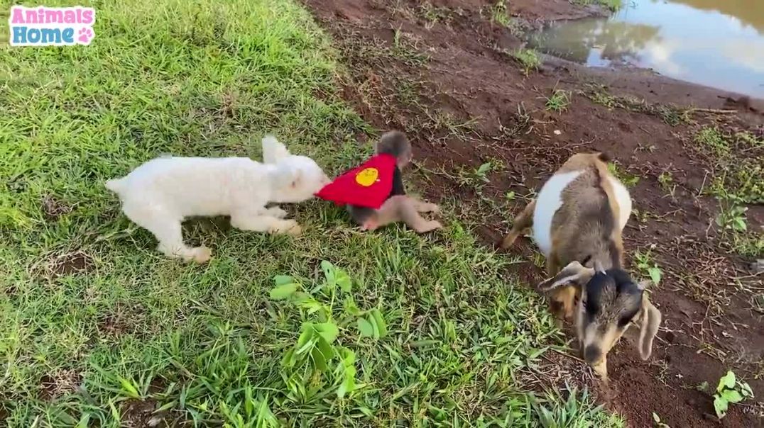BiBi and little friends fun play in the meadow