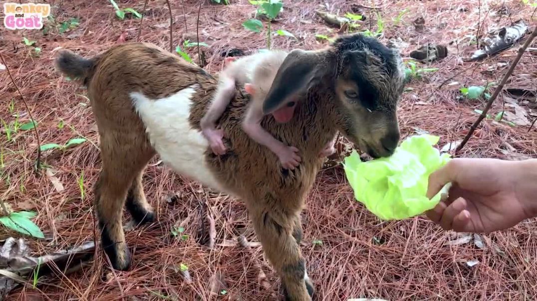 Baby mokey BiBi and goat BeBe are best friends