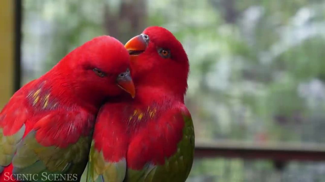 ⁣Amazing Scenes of Majestic Birds In 4K _ Bird Sounds _ Scenic Relaxation