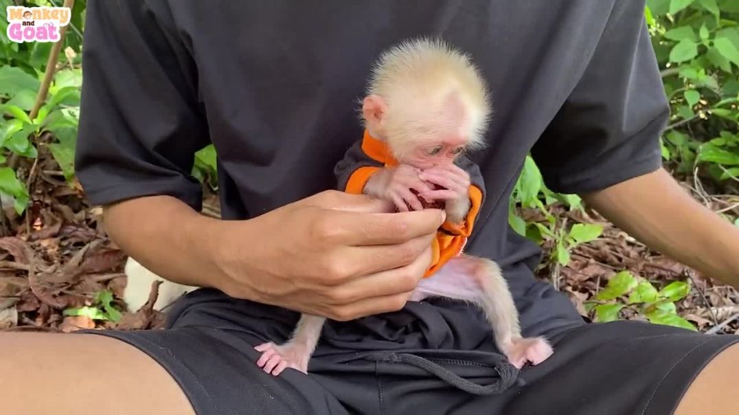 Dog fruit scramble with baby monkey