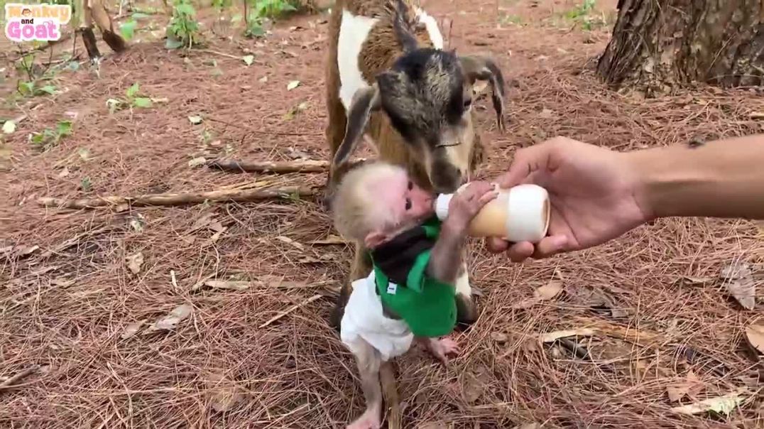 Baby monkey BiBi learn to drink milk