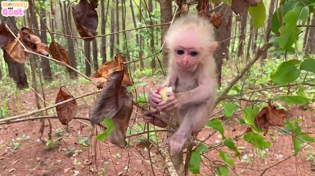 ⁣Baby Monkey riding Goat pick fruit