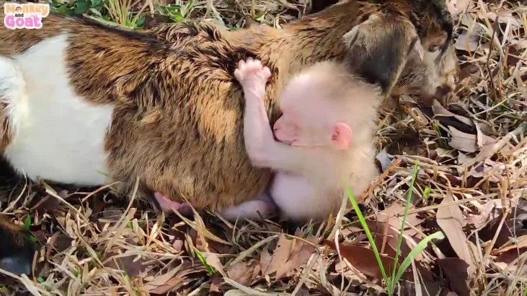 Cute baby monkey and goat look for food in the forest