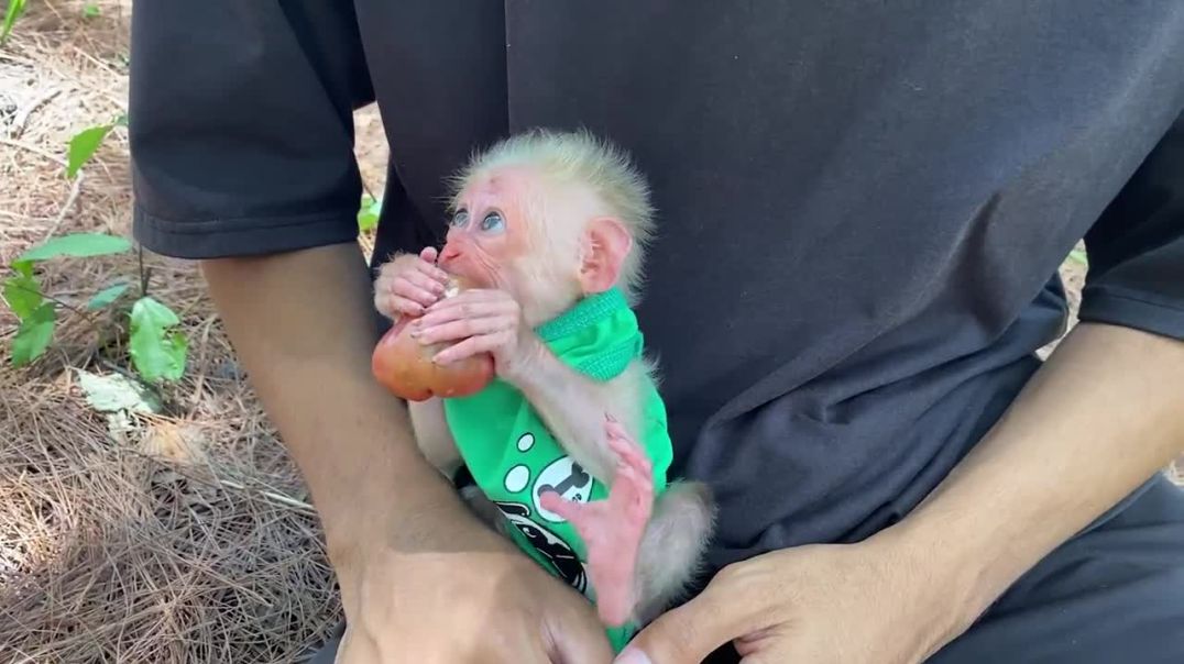 Baby monkey sneakily eat plum alone