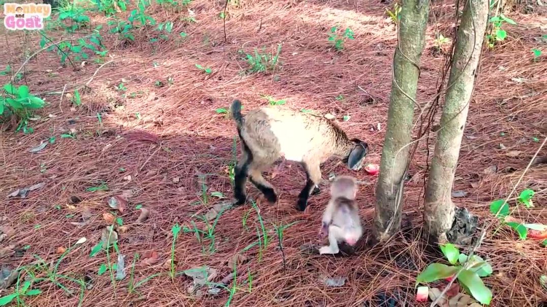 ⁣Goat takes baby monkey to find food
