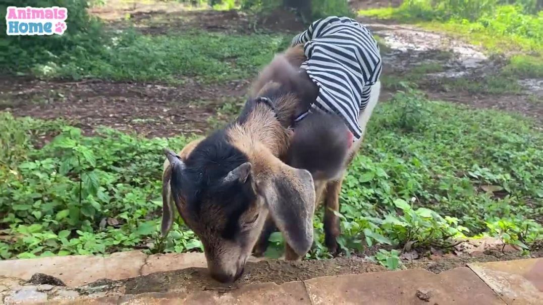 BiBi is happy when riding on a goat