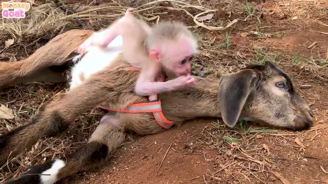 Baby monkey loves this goat so much