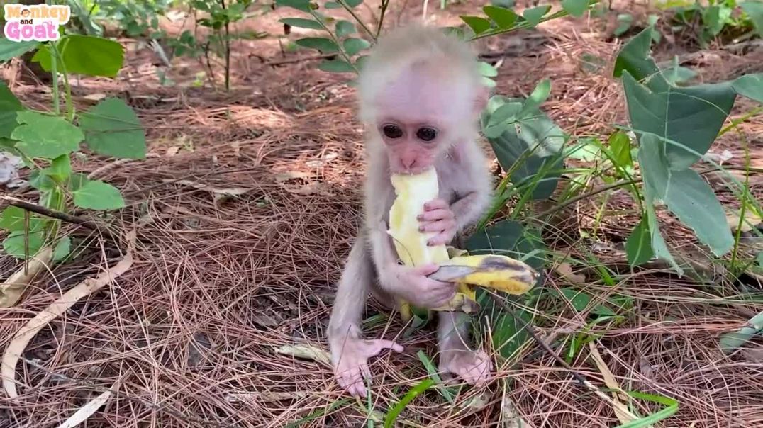 Baby monkey and puppies play relaxing fun