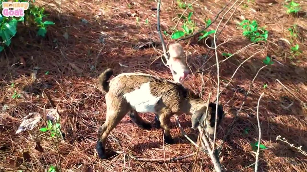 Baby monkey sulked when abandone by goat