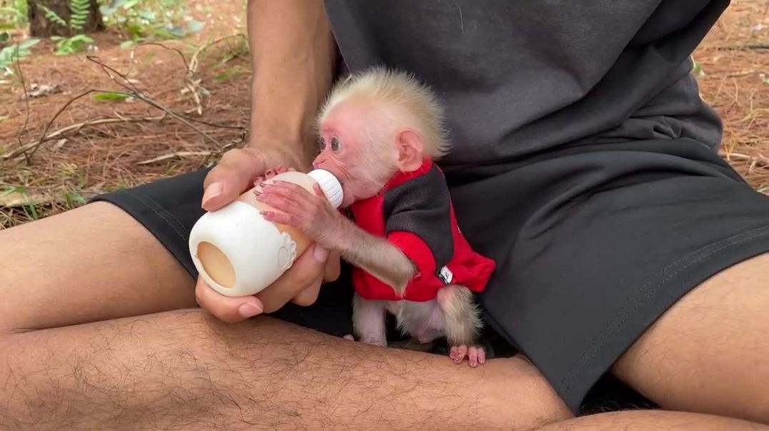 Baby monkey BiBi knows to hold a milk bottle