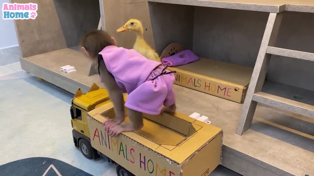 BiBi drives to buy food for duckling