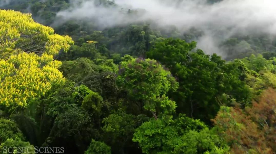 Amazon 4k - The World’s Largest Tropical Rainforest  _ Jungle Sounds _ Scenic Relaxation