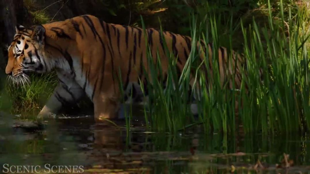 Big Cats In 4K - Spectacular Scenes of Big Cats In Wild Nature _ Scenic Relaxation