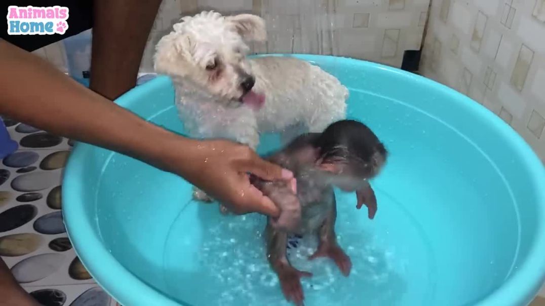 ⁣BiBi Monkey helps dad bathe the puppy