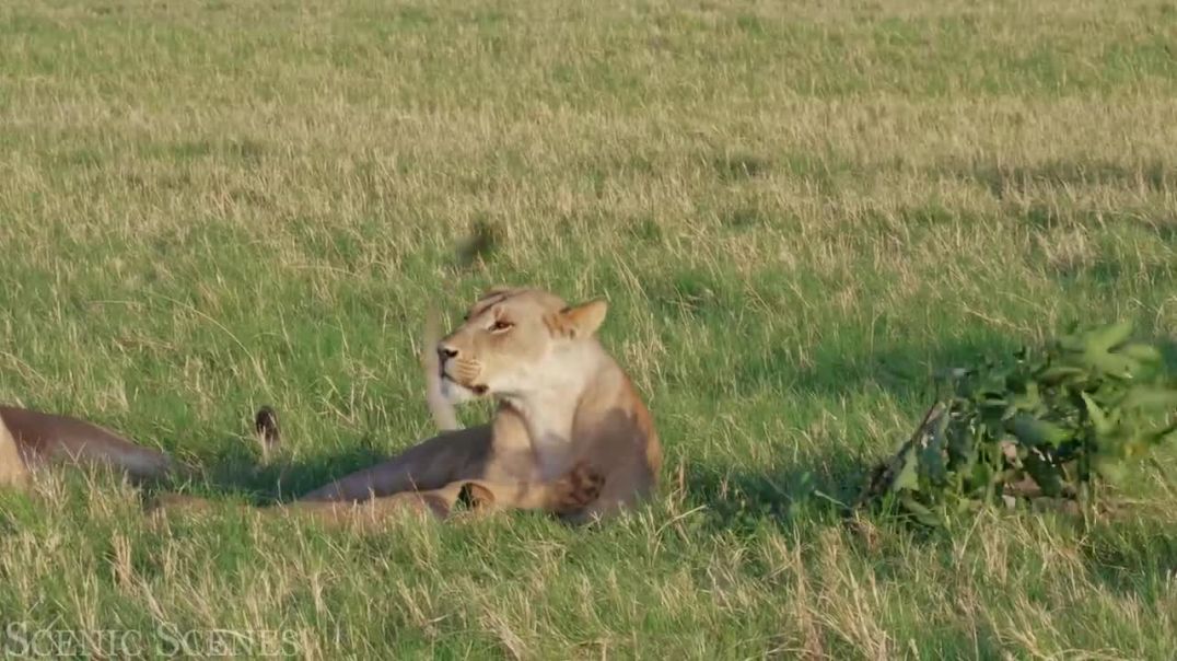Adorable Scenes Of Wild Animal Families _ Scenic Relaxation