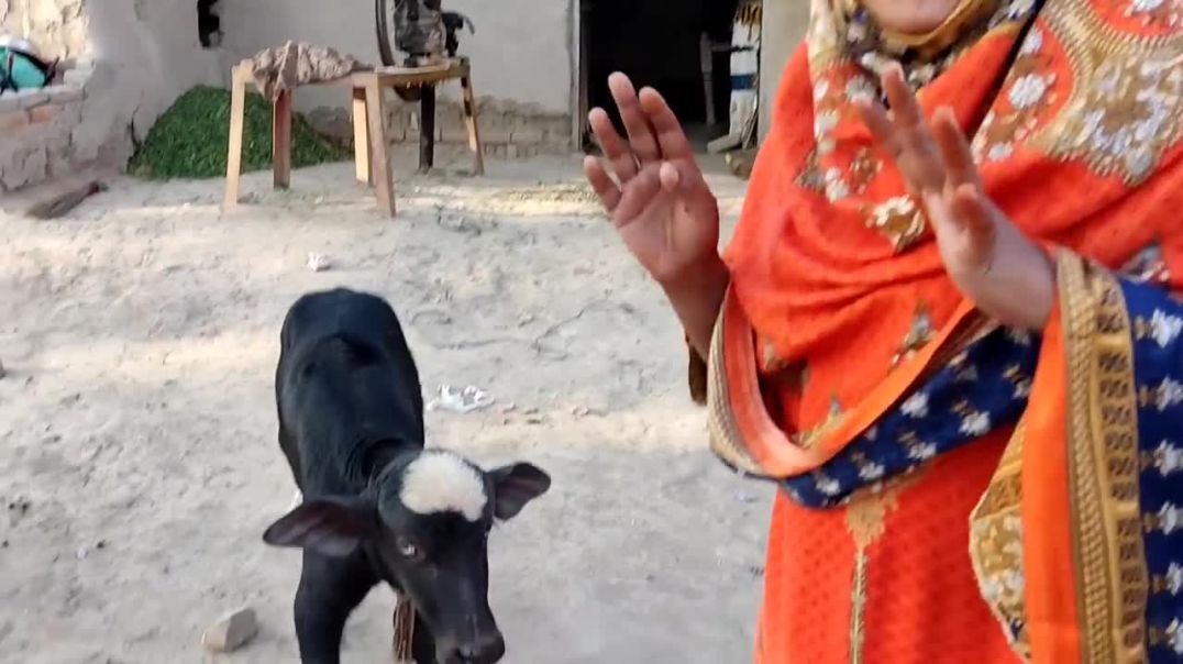 Aaj To Rabia Ne Kamal Hi Kr Diya Dil Jeet Liya wah👍_ Rabia Ahmad Vlogs