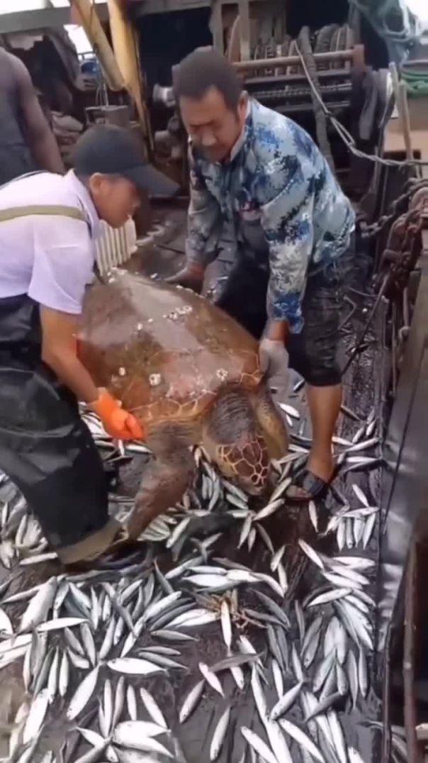 We accidentally caught a sea turtle with barnacles on its back, removed the sea turtle and released 