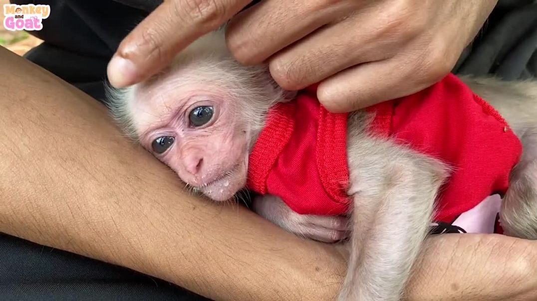 How to take care of a baby monkey