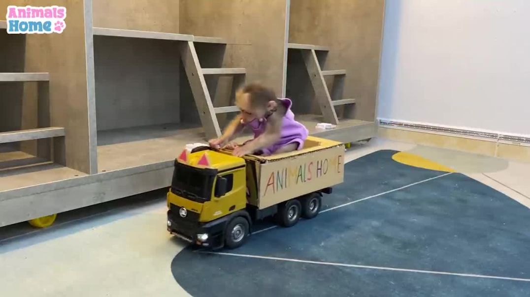 BiBi drives to buy vegetables for duckling