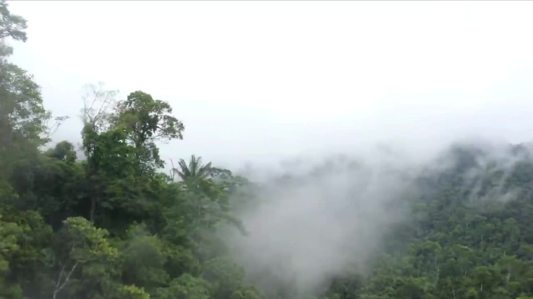 ⁣The World’s Largest Tropical Rainforest Part 3 _ Jungle Sounds _ Scenic Relaxation