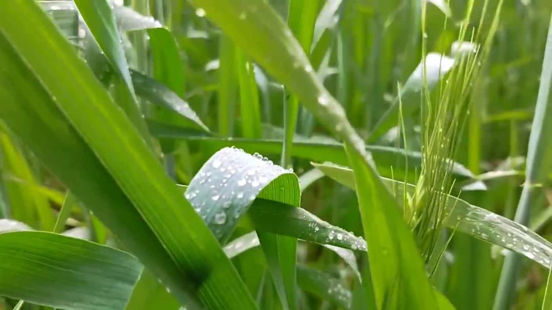 ⁣Winter first 🌧 Rain In Our Village Wow 🤩 _ Rabia Ahmad Vlogs