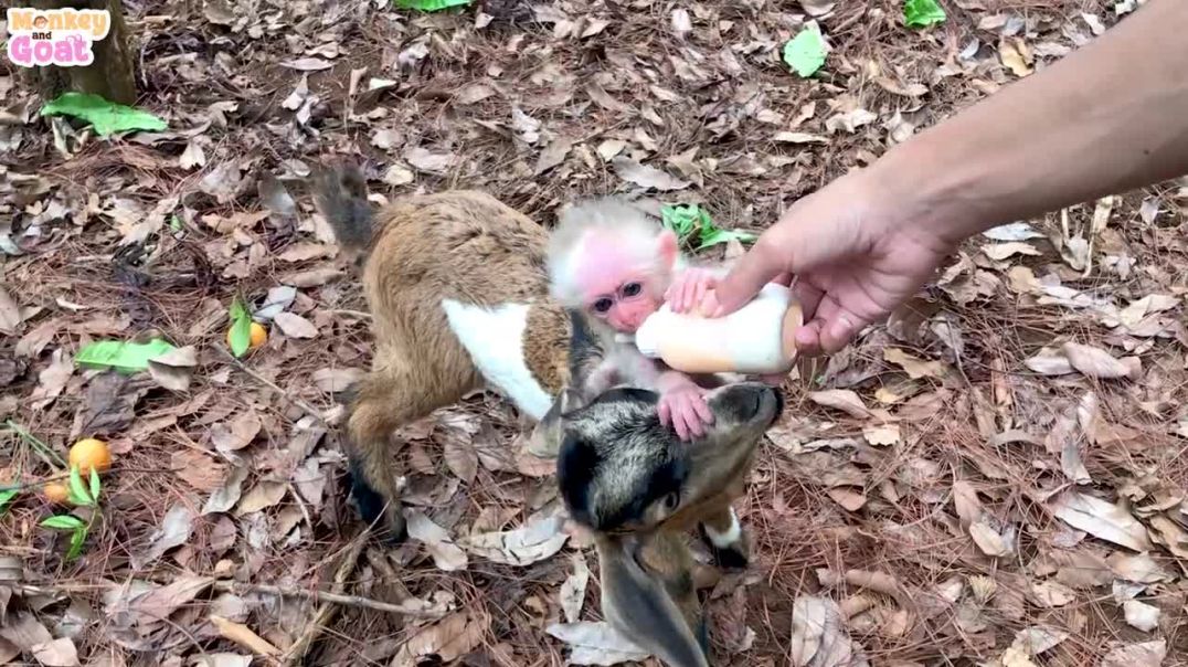Baby monkey scrambled for milk with goat