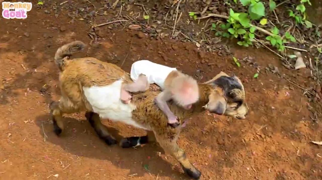 Goat take baby monkey to feed food