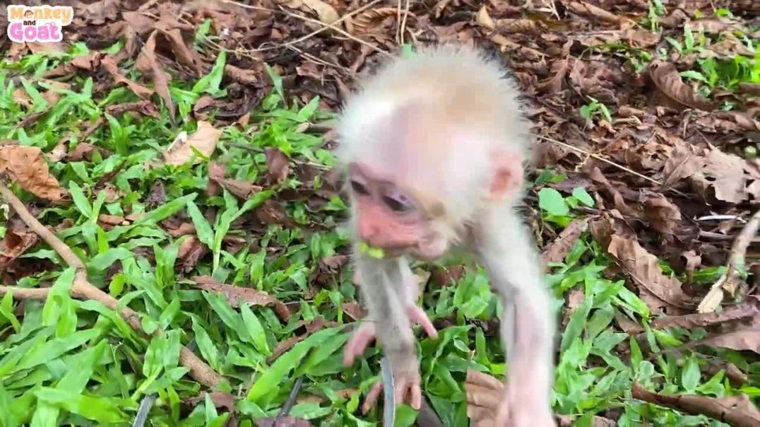 Find the baby monkey in dust