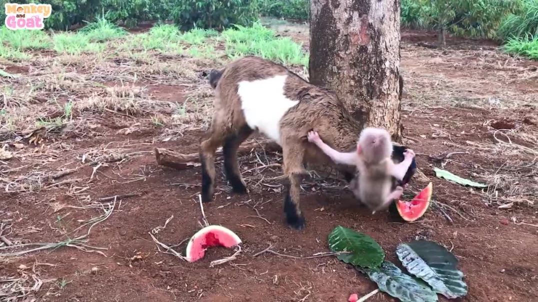 Baby monkey and goat scramble watermelon