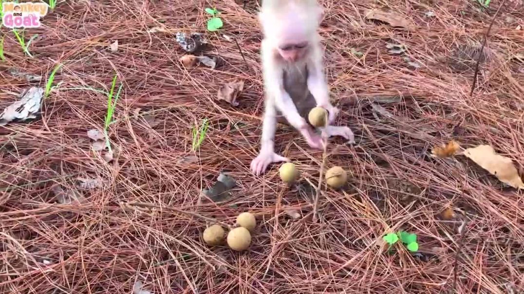 Baby monkeys learn to peel the longan fruit