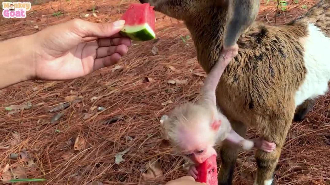 How to train baby monkey _ Cute Monkey and Goat