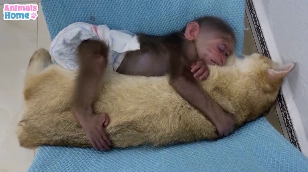 BiBi monkey plays hide and seek with cute cats