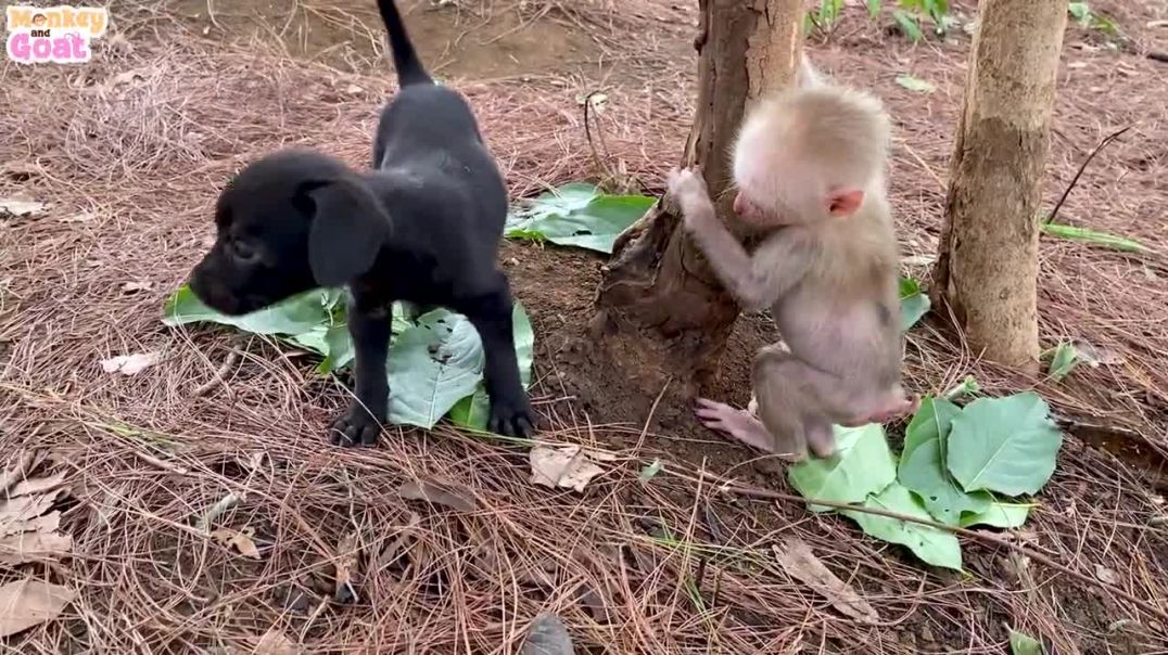 ⁣Baby monkey and puppy are best friends