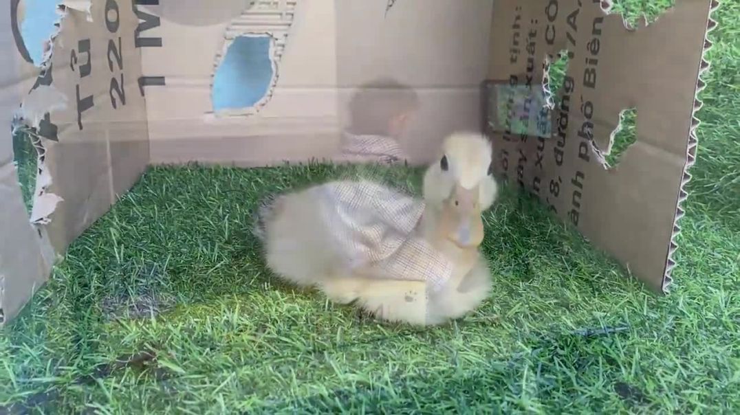 BiBi helps duckling stuck in the rain