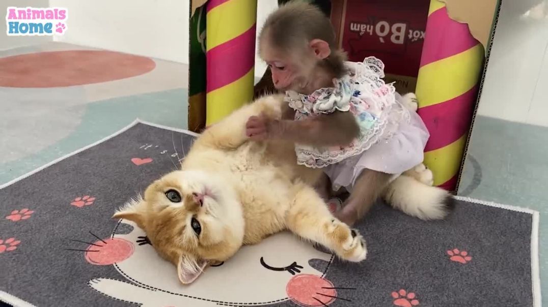 BiBi monkey and Ody cat play happily in new house