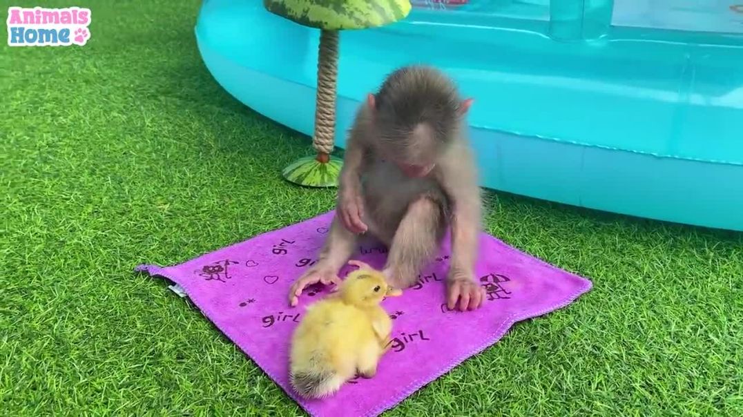 BiBi takes the duckling on vacation