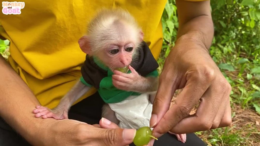 Baby monkey is happy to eat grapes