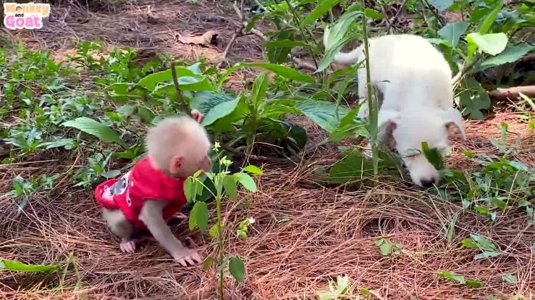 Cute baby monkey Amee