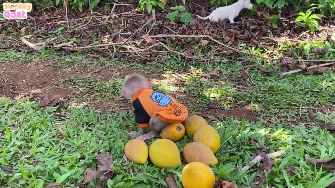 Baby monkey playfully