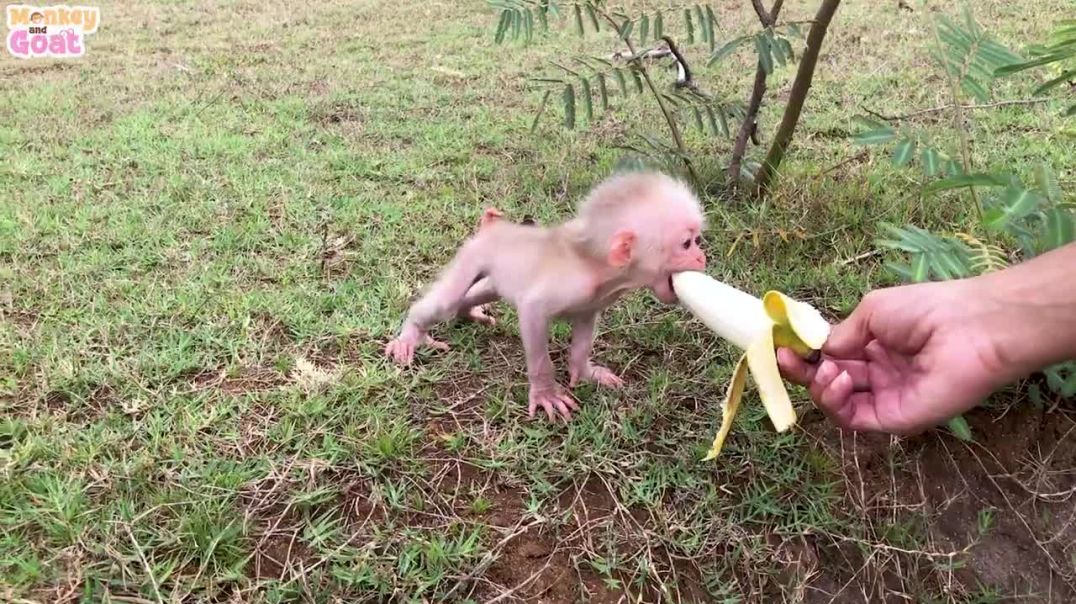 Goat teach baby monkey how to survive in meadow