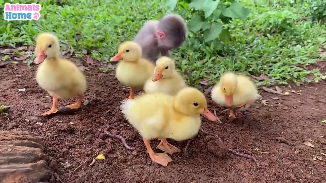 BiBi monkey digs worms for the ducklings to eat