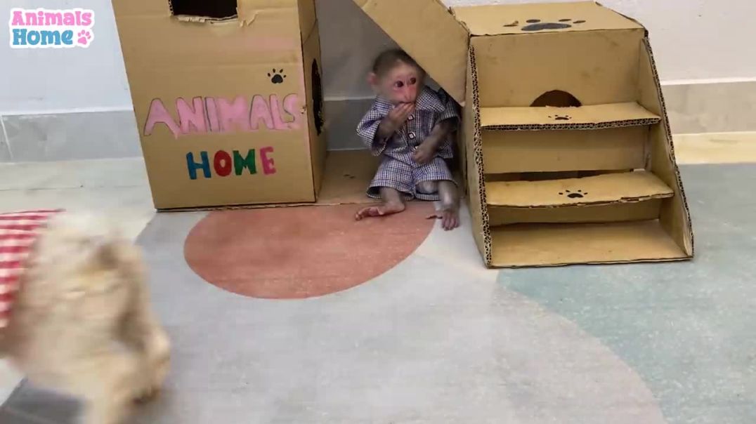 BiBi steals Amee dogs chicken thigh