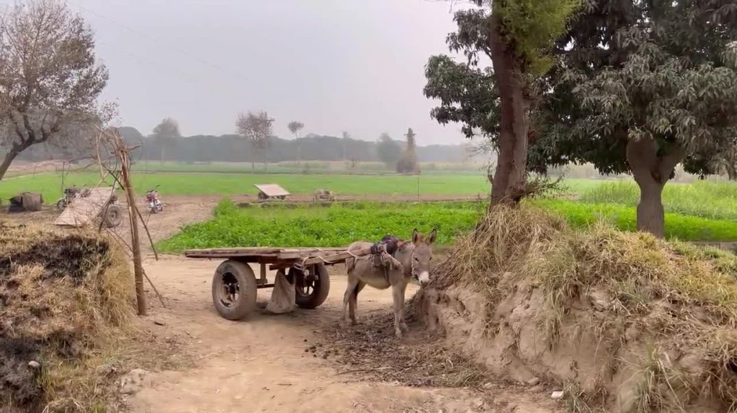 ⁣Complete Tour Our Beautiful Village Punjab Pakistan 🇵🇰 _ Rabia Ahmad Vlogs