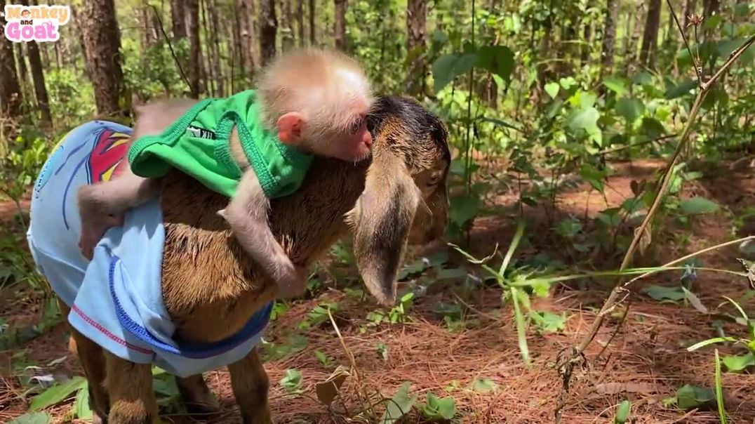 Baby monkey and goat is first wear new clothes