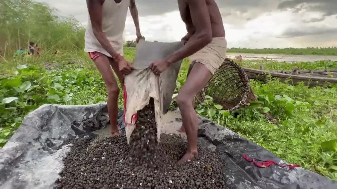 Complete Process of Making Makhana (Fox Nut) _ Indian Food