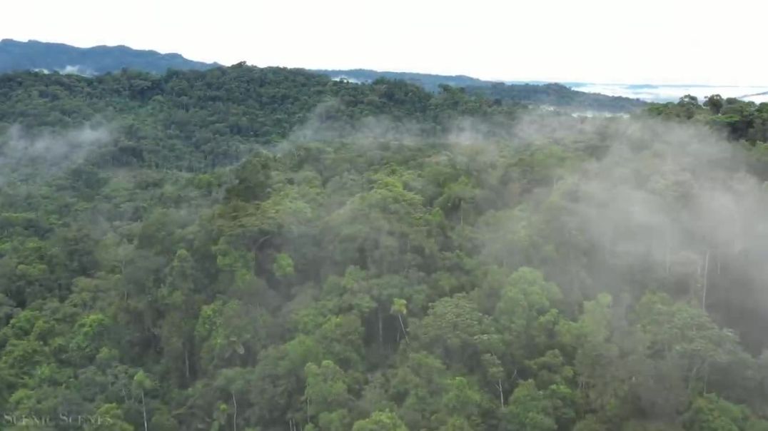 ⁣The World’s Largest Tropical Rainforest _ Aerial Drone _ Scenic Relaxation