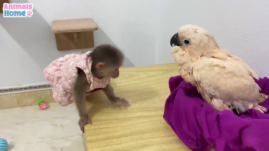 ⁣BiBi monkey helps dad take care of baby parrot