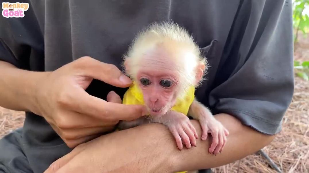 Baby monkey loves banana