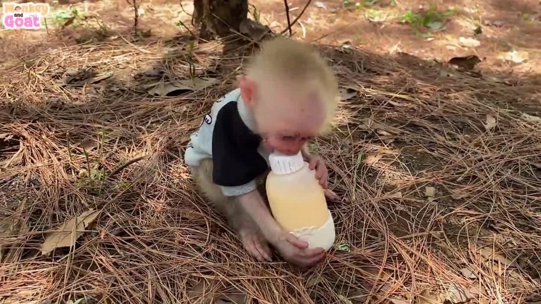 Baby monkey learn to hold milk bottle