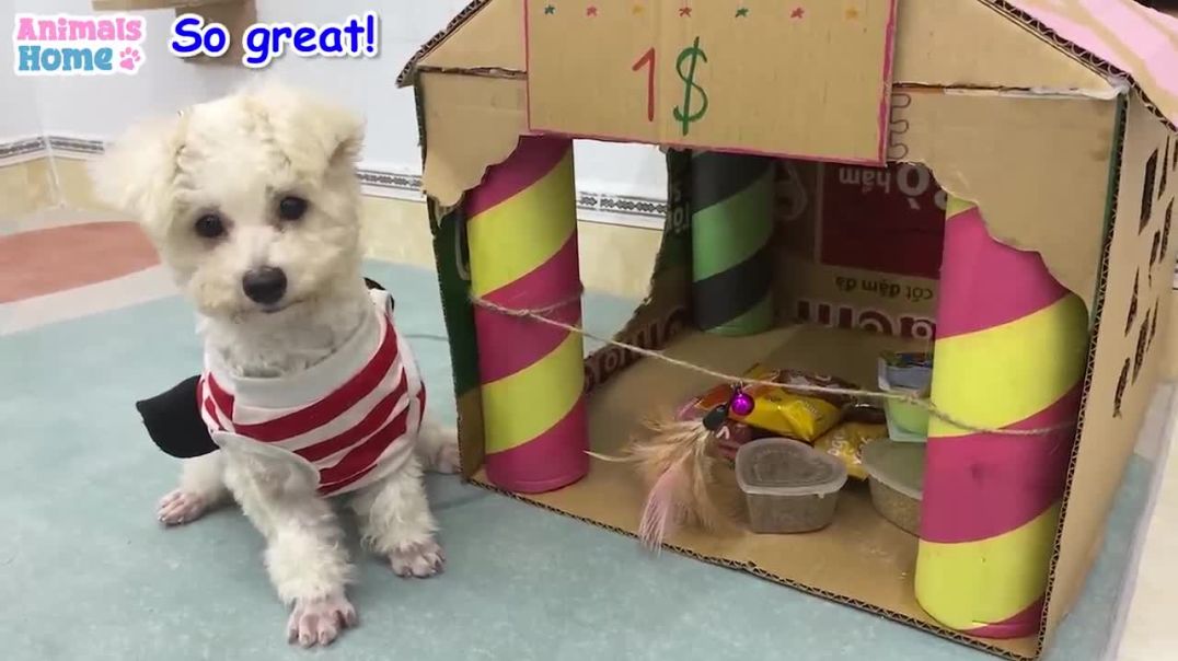 BiBi steals cake from Amee dogs shop and